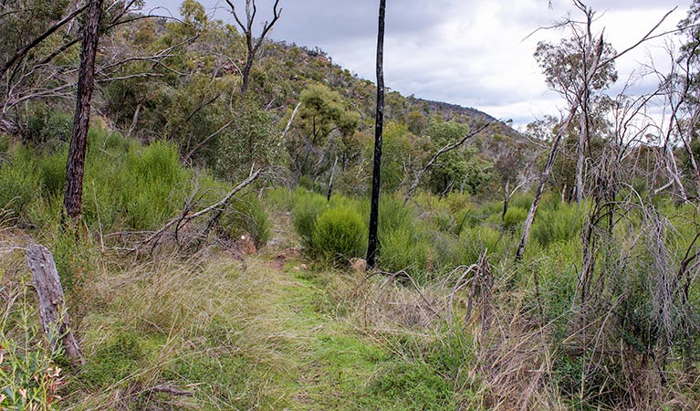 Lynchs loop trail, Weddin Mountains National Park. Photo &copy; Claire Davis