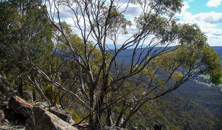 Weddin Gap to Black Spring loop trail, Weddin Mountains National Park. Photo &copy; Claire Davis 