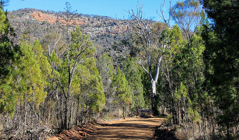 Weddin Gap to Black Spring loop trail, Weddin Mountains National Park. Photo &copy; Claire Davis