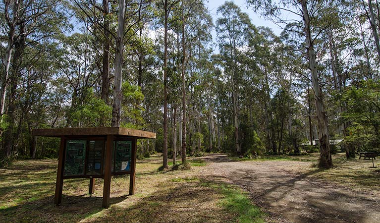 Brushy Mountain campground. Photo: John Spencer/NSW Government