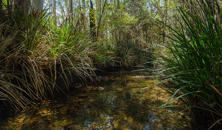 Brushy Mountain campground. Photo: John Spencer &copy; OEH