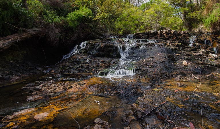 Freshwater stream along Brushy Mountain Loop walk, in Werrikimbe National Park. Photo: John Spencer/DPIE
