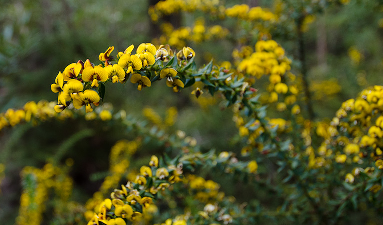 Wildflowers along Brushy Mountain Loop walk. Photo: John Spencer &copy; OEH