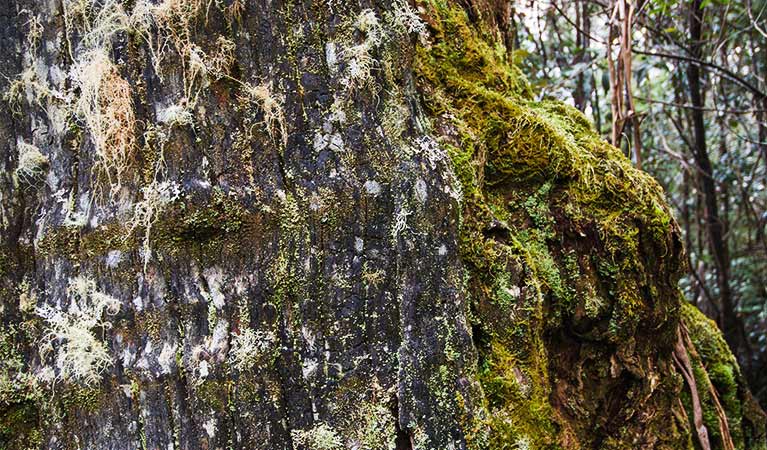 Close-up of tree trunk covered with moss and lichen along Brushy Mountain Loop walk in Werrikimbe National Park. Photo: John Spencer &copy; OEH