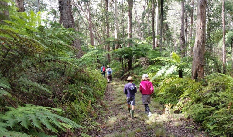 A group of people including 2 children on Carabeen walk, surrounded by ferns and trees. Photo: Timothy Hulland/OEH.