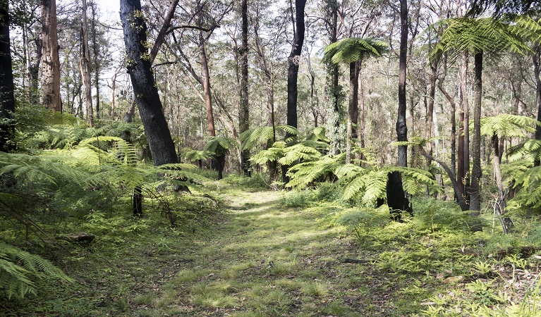 Ancient Gondwana Rainforest that makes up Carabeen walk, Werrikimbe National Park. Photo: Leah Pippos &copy; DPE