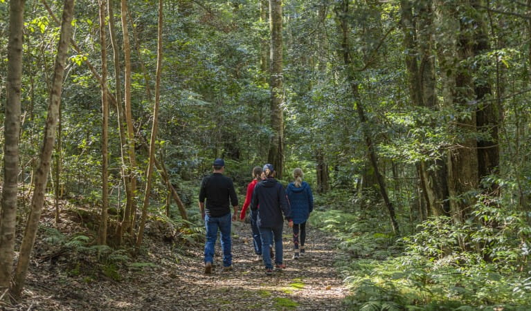 A family winding through the ancient rainforest of Werrkimbe National Park along Carabeen walk. Photo: Josh Smith &copy; DPE