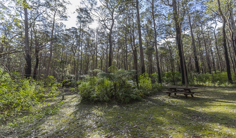 Park sign on a grassy area with forest backdrop, at the start of walking tracks in Werrikimbe National Park. Photo: John Spencer/DPIE