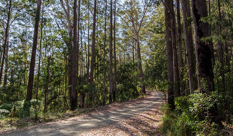 Hastings Forest Way touring route, Werrikimbe National Park. Photo: John Spencer