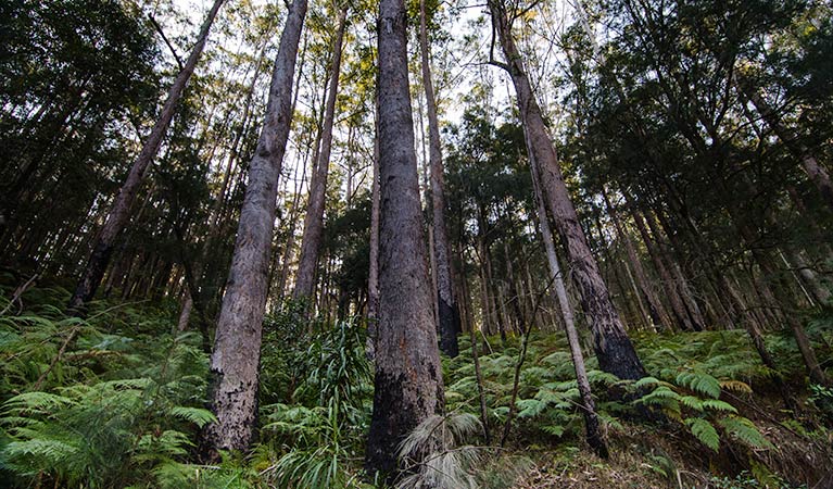 Hastings Forest Way touring route, Werrikimbe National Park. Photo: John Spencer