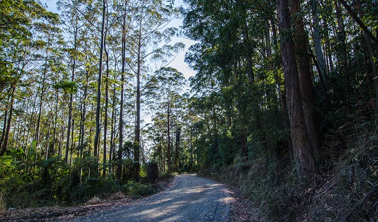 Hastings Forest Way touring route, Werrikimbe National Park. Photo: John Spencer