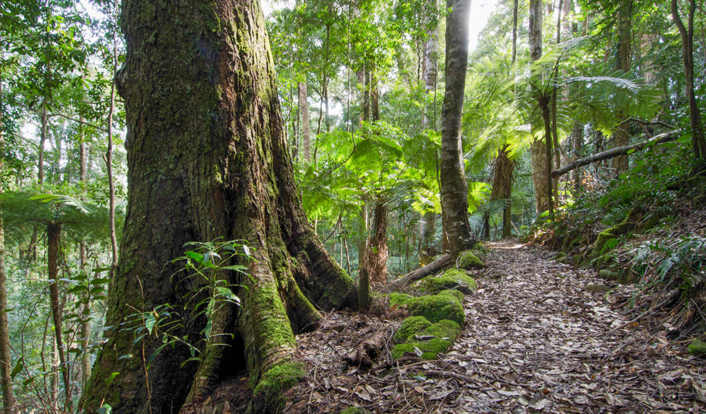 King Fern walking track in Werrikimbe National Park. Photo credit: John Spencer &copy; DPIE