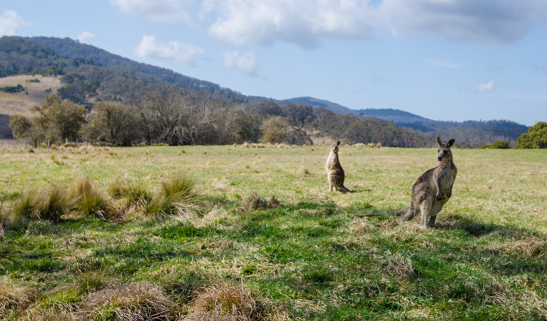 Mooraback campground, Werrikimbe National Park. Photo: John Spencer/NSW Government