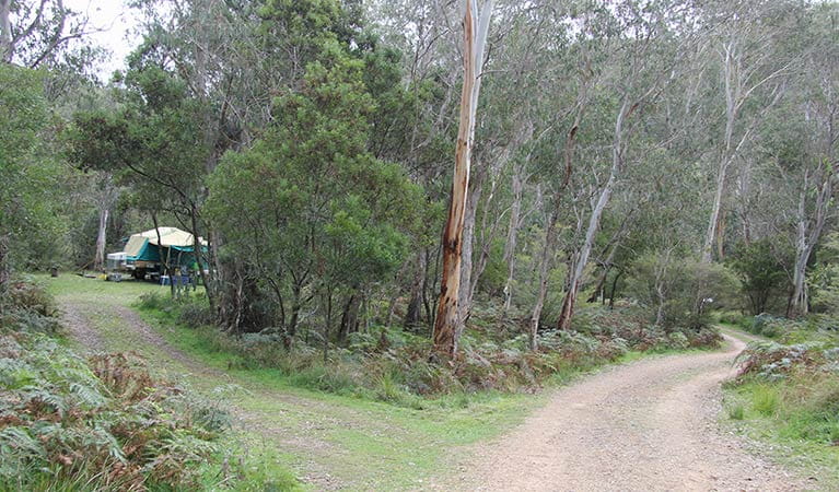 A camper trailer parked off a winding dirt road, surrounded by bush at Mooraback campground in Werrikimbe National Park. Photo: Natasha Webb/OEH