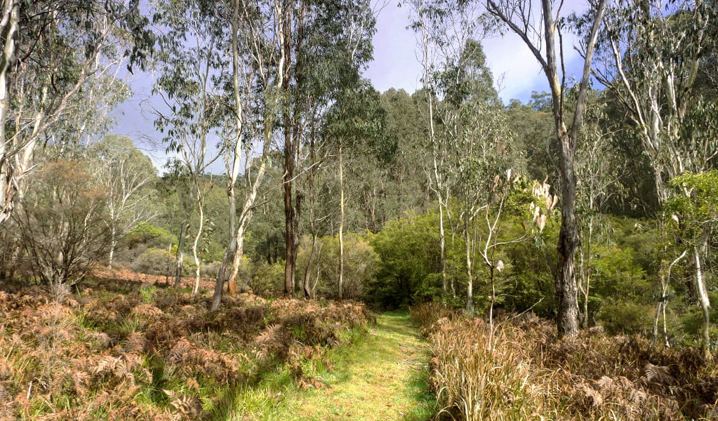 View of walking track through a tall open forest with snow gums. Photo credit: Leah Pippos &copy; DPIE