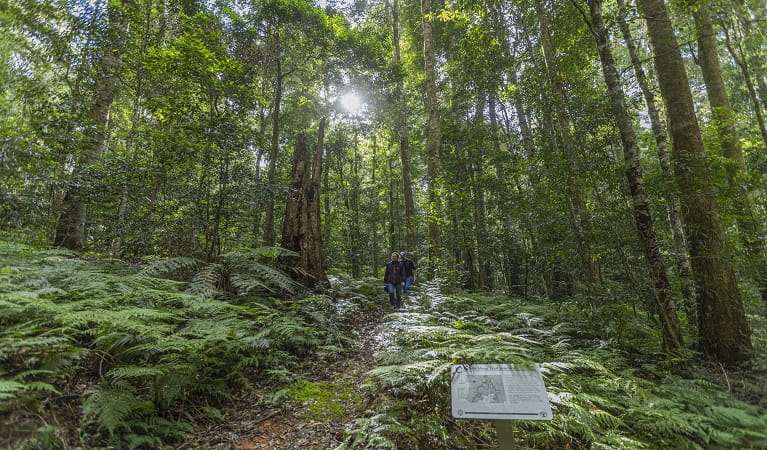 Rainforest on Carabeen walk, Werrikimbe National Park. Photo: Josh Smith &copy; DPE