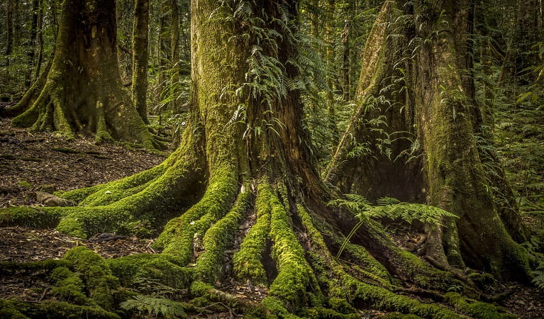 Rainforest in Werrikimbe National Park. Photo: Gerhard Koertner &copy; DPE