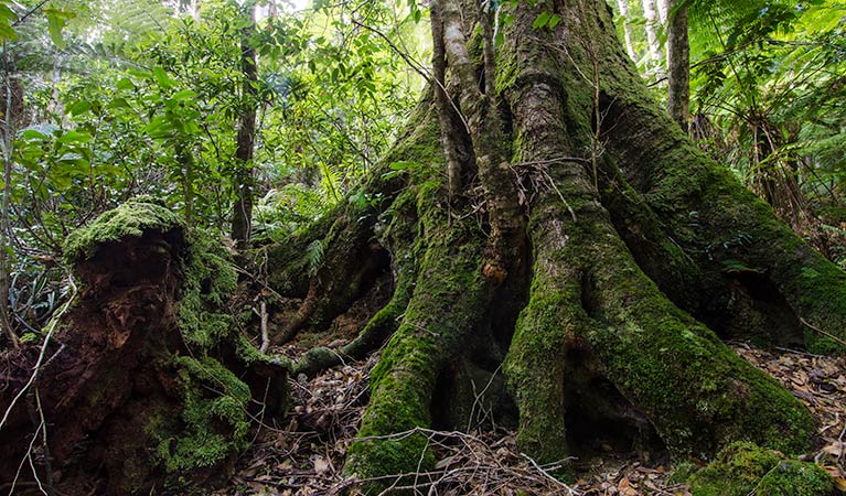 Plateau Beech campground, Werrikimbe National Park. Photo: John Spencer/NSW Government