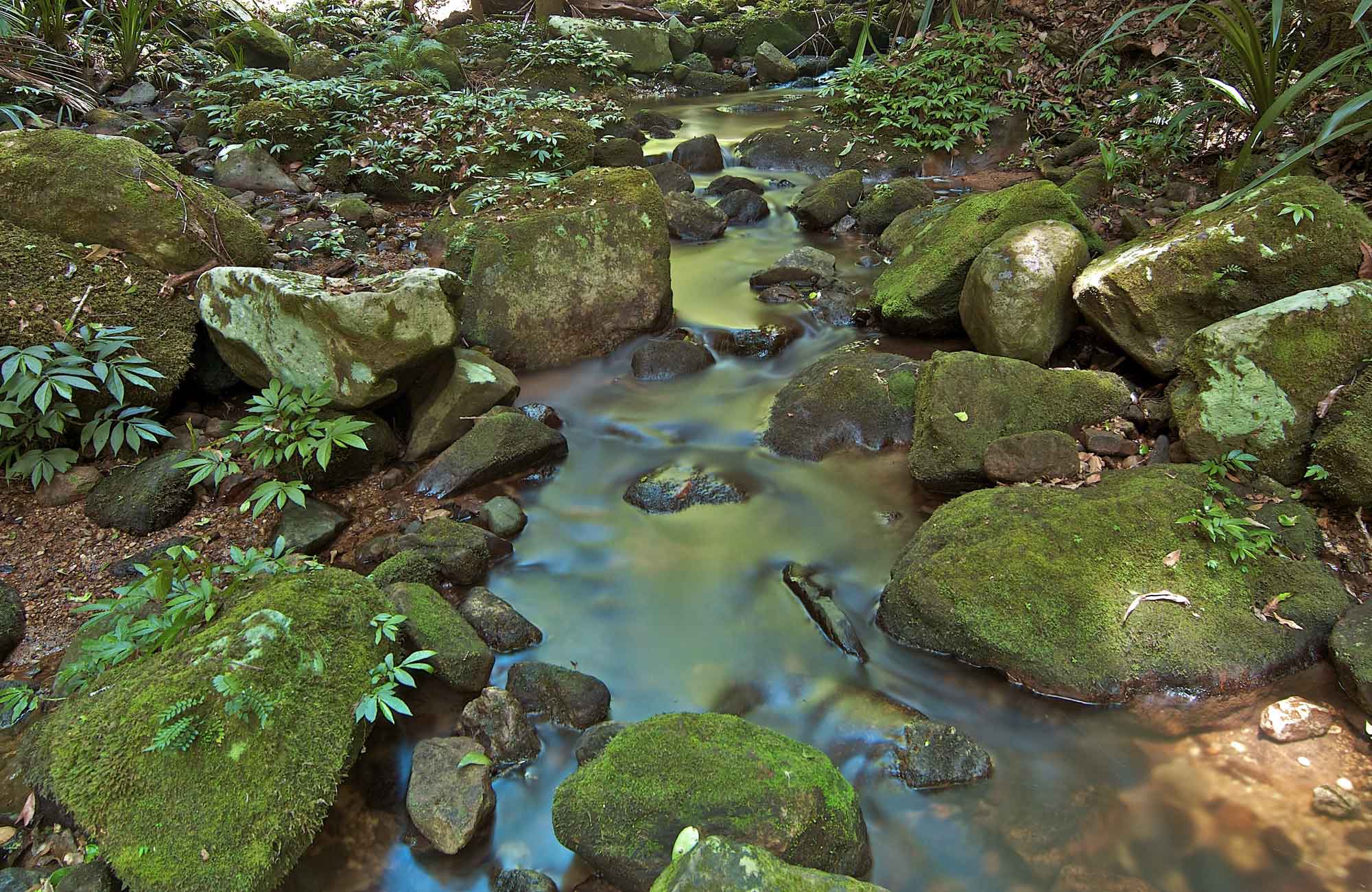 Protestors Falls Walking Track, Whian Whian State Conservation Area. Photo: John Spencer/NSW Government