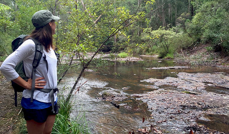 Boggy Creek Walk, Whian Whian State Conservation Area. Photo: OEH/Matthew Graham