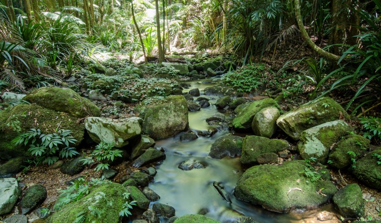 Water flowing over rocks at Boggy Creek near Rummery Park campground in Whian Whian State Conservation Area. Photo: John Spencer &copy; OEH