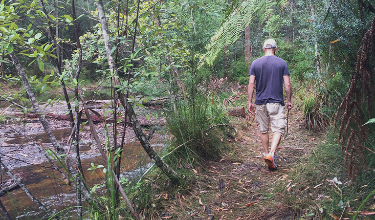 Boggy Creek walk near Minyon Falls in Whian Whian State Conservation Area. Photo: OEH/Natasha Webb