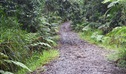 View of Telephone Road passing through dense rainforest. Photo: Liz Dargin/OEH