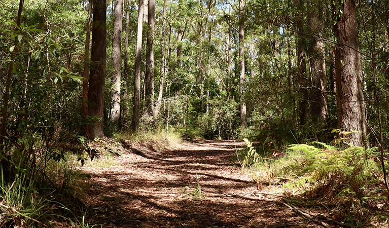 View of Peates Mountain Road passing through a forest of tall trees.  Photo: Shari May/OEH