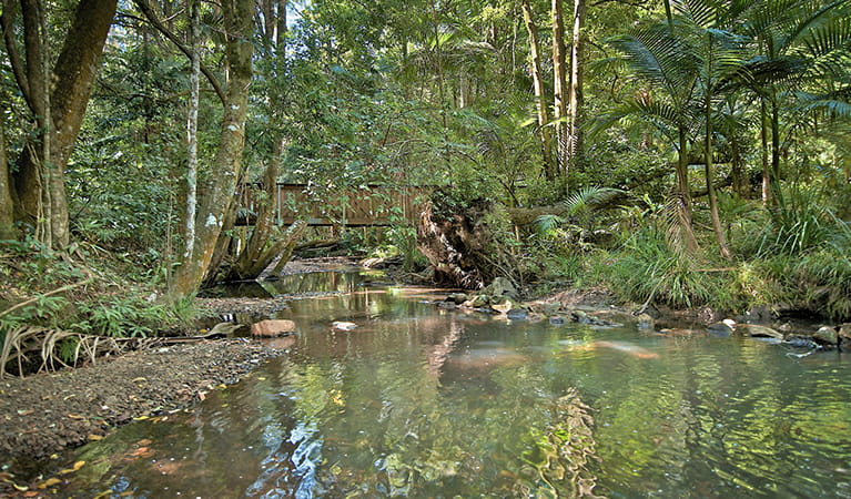 View of Boggy Creek surrounded by forest with bridge in the background. Photo: John Spencer/OEH