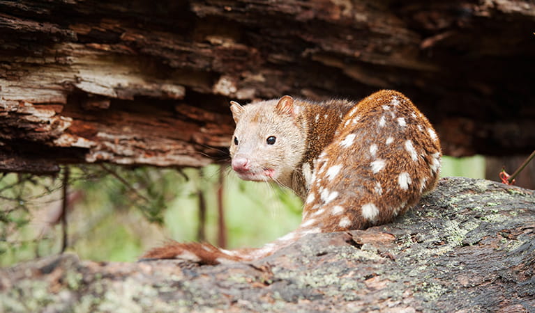 Spotted-tailed quoll on a log.  Photo: James Evans/OEH