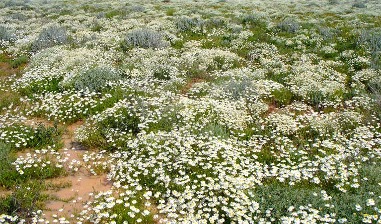 Merton motor trail, Willandra national Park. Photo: