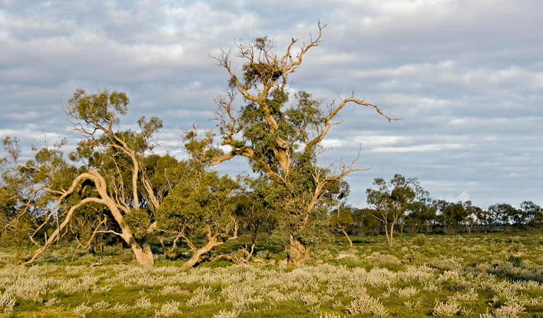 Merton motor trail, Willandra national Park. Photo: