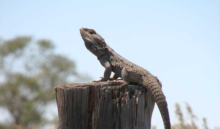 Lizard at Willandra National Park. Photo &copy; David Egan
