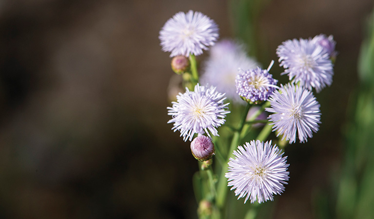 Flowers found at Nilla Billana Yinnagalang, Willandra National Park. Photo: John Spencer &copy; OEH