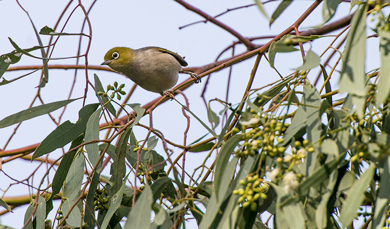 Birds at Willandra National Park. Photo: John Spencer/DPIE
