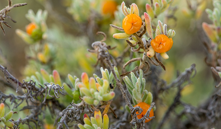 Flowering plants at Willandra National Park. Photo: John Spencer/DPIE