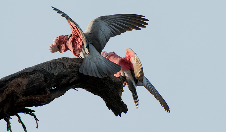 Galahs at Willandra National Park. Photo: John Spencer/DPIE