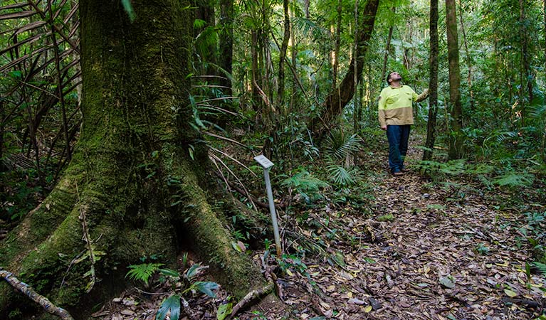 Botanic walk, Willi Willi National Park. Photo: John Spencer &copy; OEH