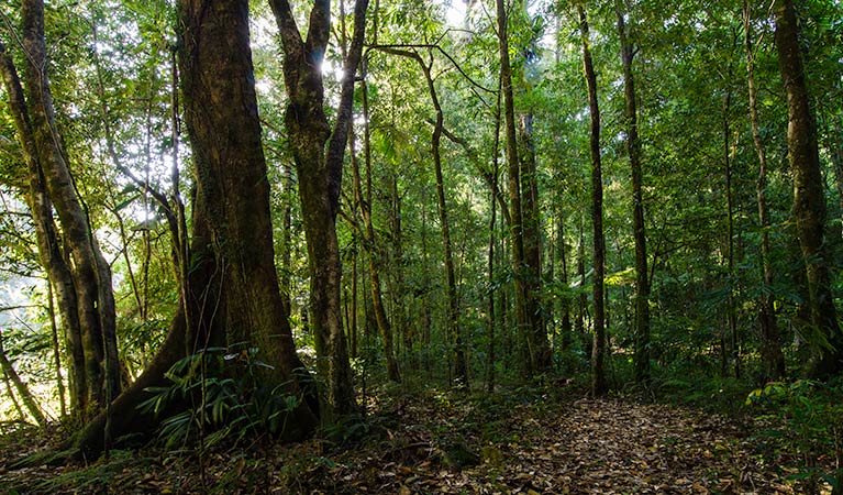 Botanic walk woodland, Willi Willi National Park. Photo: John Spencer &copy; OEH