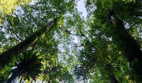 Botanic walk trees, Willi Willi National Park. Photo: John Spencer &copy; OEH