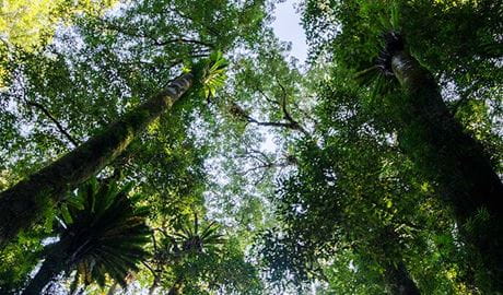 Botanic walk trees, Willi Willi National Park. Photo: John Spencer &copy; OEH