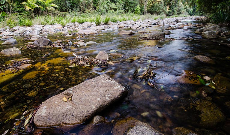 Palm Grove walk stream, Willi Willi National Park. Photo: John Spencer &copy; OEH