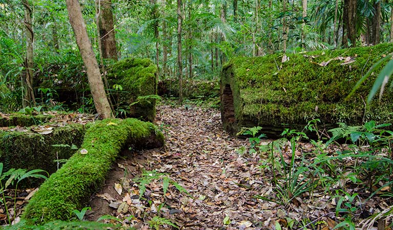 Palm Grove walk moss, Willi Willi National Park. Photo: John Spencer &copy; OEH