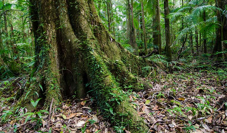 Palm Grove walk trunk, Willi Willi National Park. Photo: John Spencer &copy; OEH