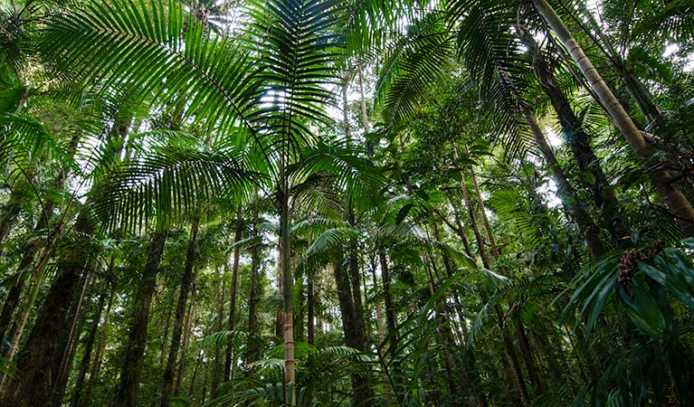 Palm Grove walk forest, Willi Willi National Park. Photo: John Spencer &copy; OEH