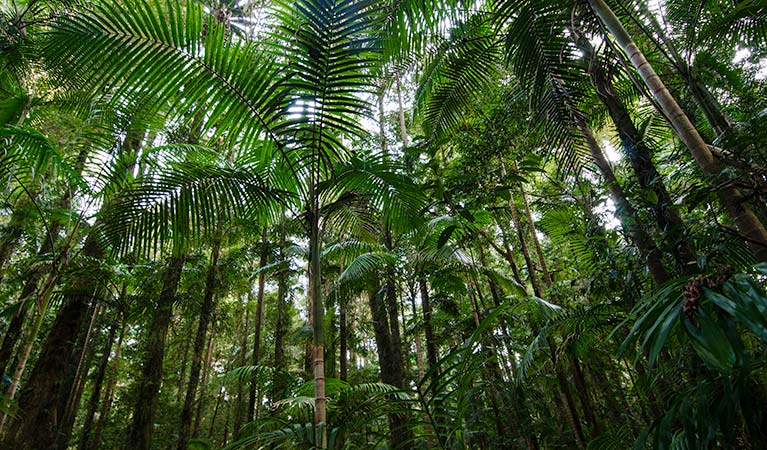 Palm Grove walk forest, Willi Willi National Park. Photo: John Spencer