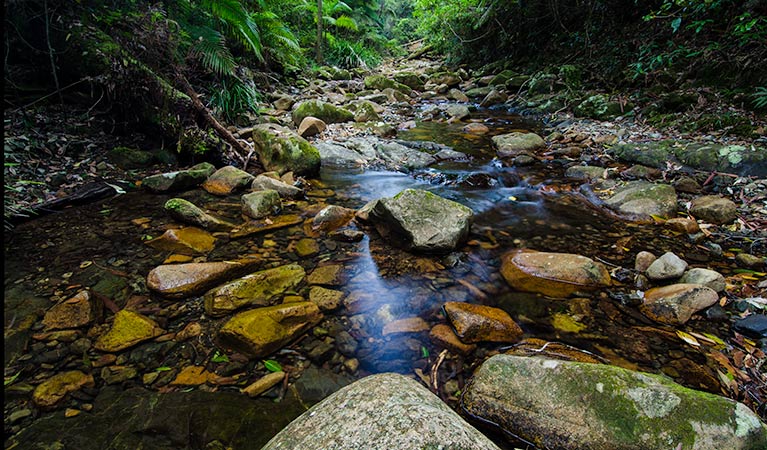 Rivulet, Willi Willi National Park. Photo: John Spencer &copy; DPIE