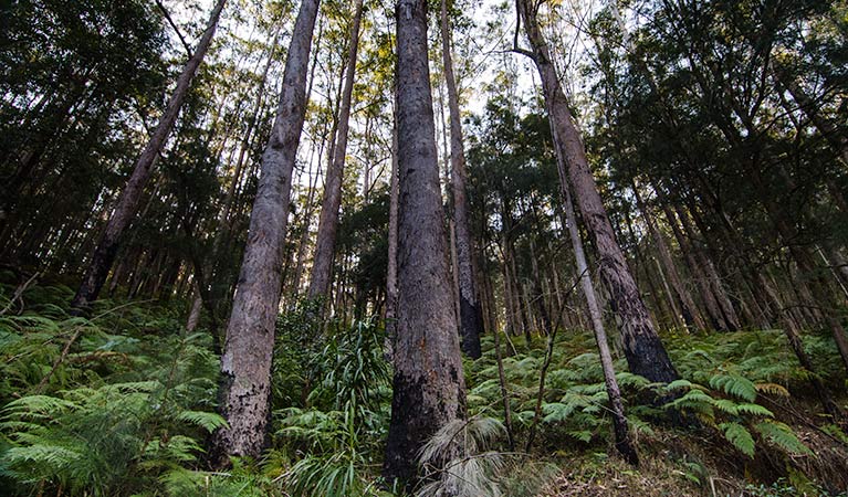 Forest, Willi Willi National Park. Photo: John Spencer &copy; DPIE