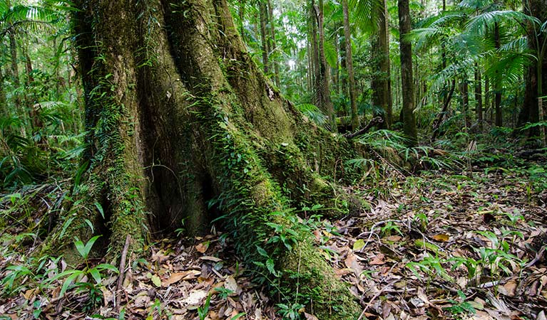 Trunk, Willi Willi National Park. Photo: John Spencer &copy; DPIE