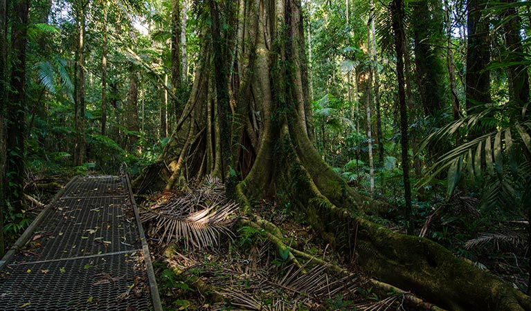 Waterfall walk strangler fig, Willi Willi National Park. Photo: John Spencer